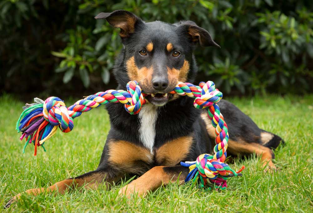Are Ropes Good for Dog's Teeth?