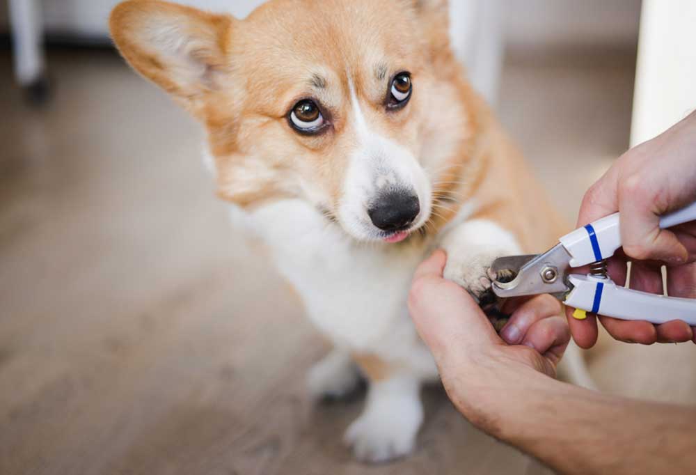 How & When to Cut Puppies' Nails for the First Time A Complete Guide