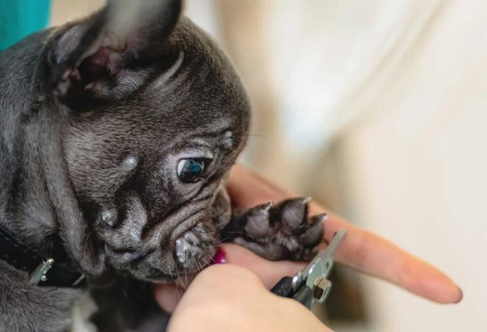 How to Cut an Uncooperative Dog's Nails