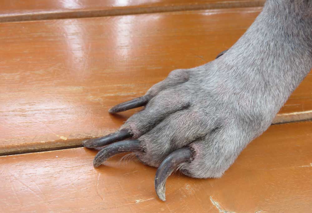How To Fix Curled Dog Nails