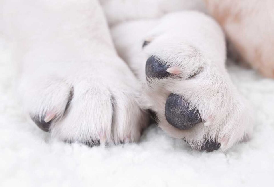 How & When to Cut Puppies' Nails for the First Time A Complete Guide