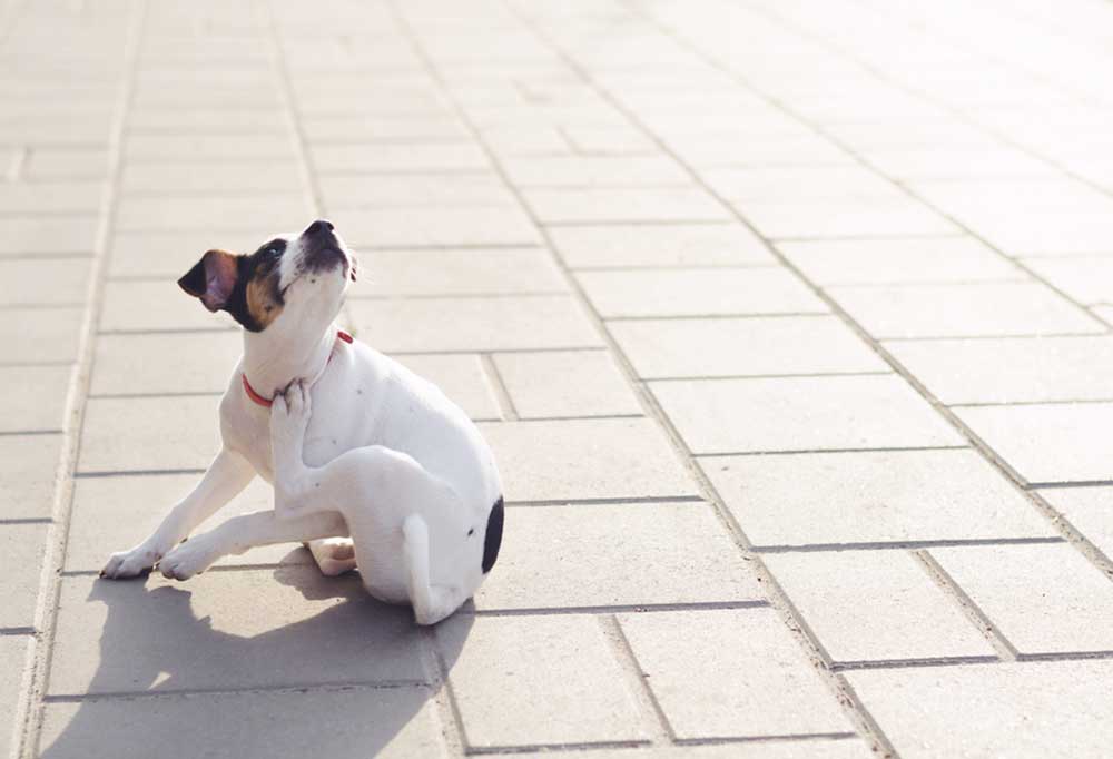 Home Remedy for Dogs with Itchy Skin