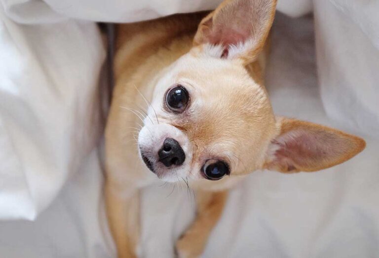 How To Train Chihuahuas