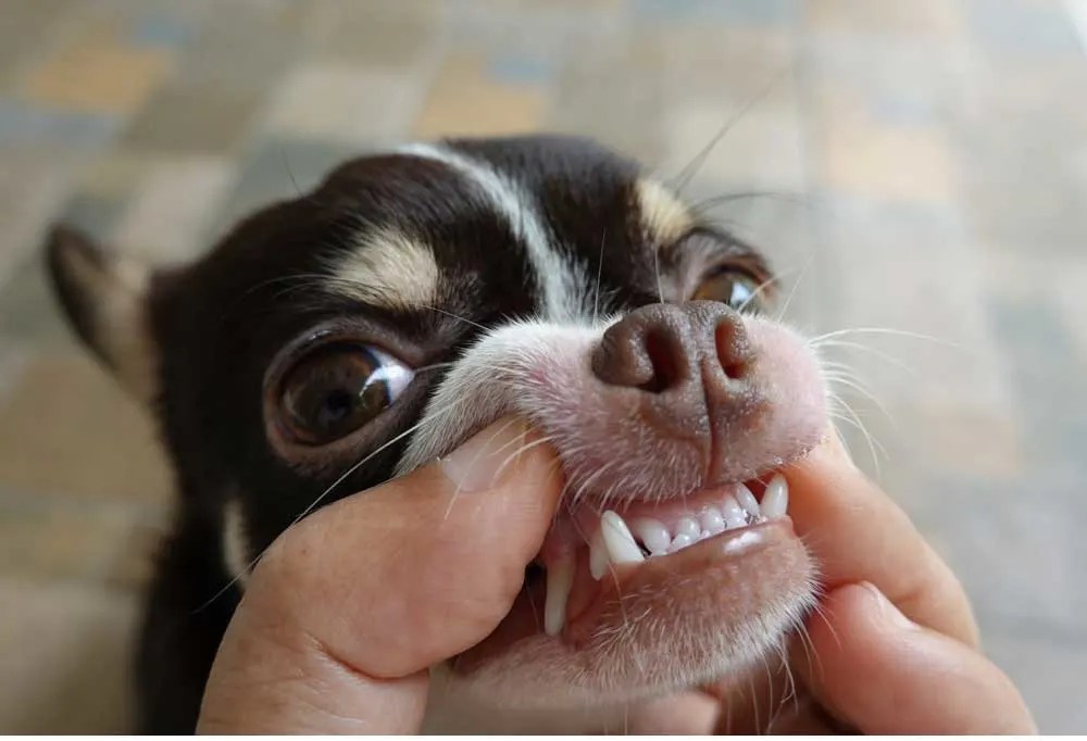 How to Brush a Chihuahua's Teeth