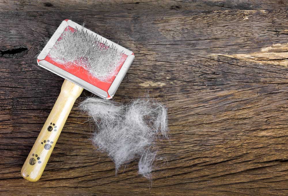 How to Stop a Dog from Shedding