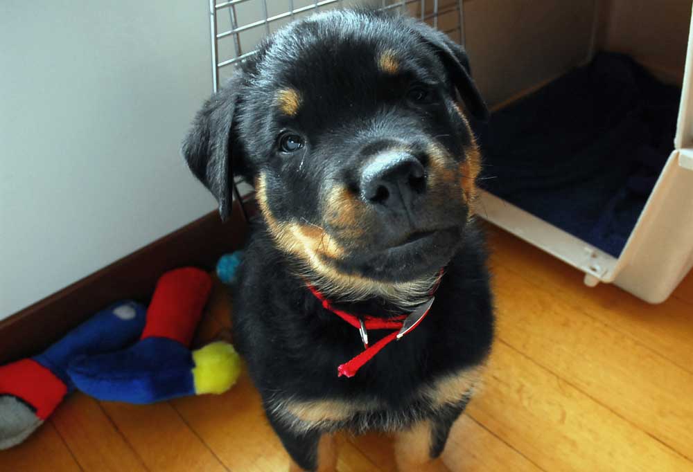 How Do You Crate Train A Rottweiler Puppy