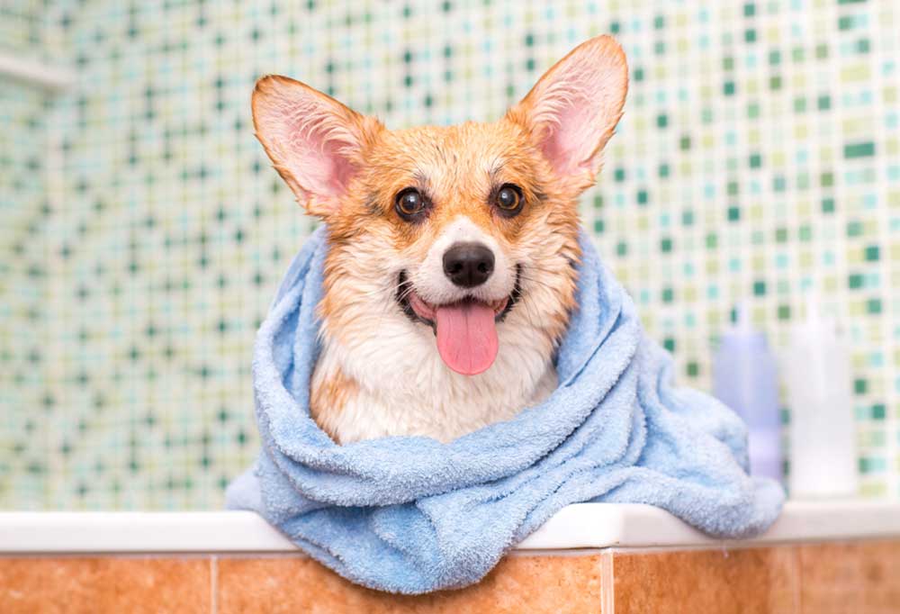 What is a Good Natural Flea Bath for Dogs?