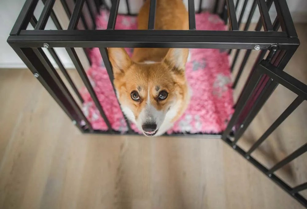 Is It Cruel To Crate a Dog at Night?