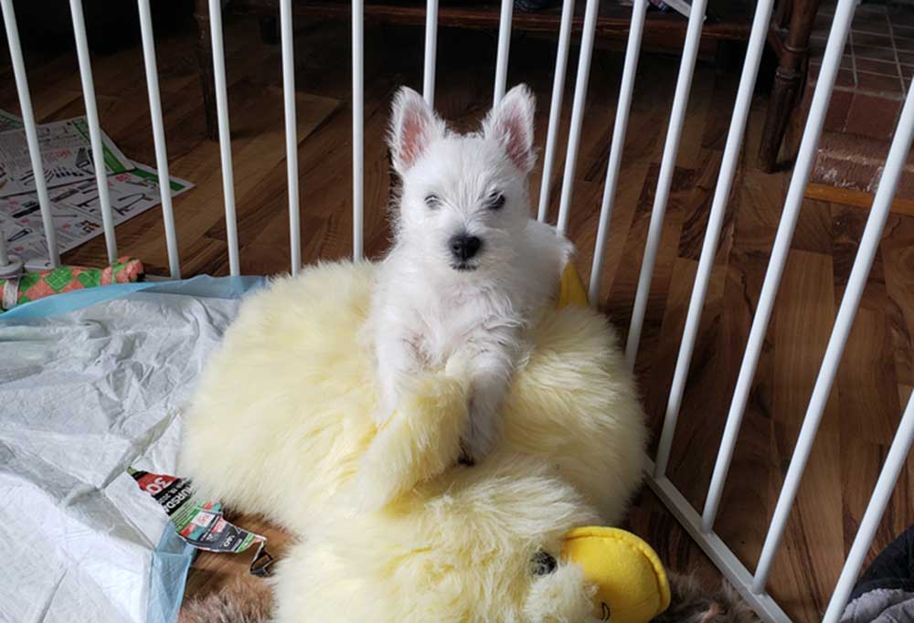 Our Favorite DIY PVC Dog Pen
