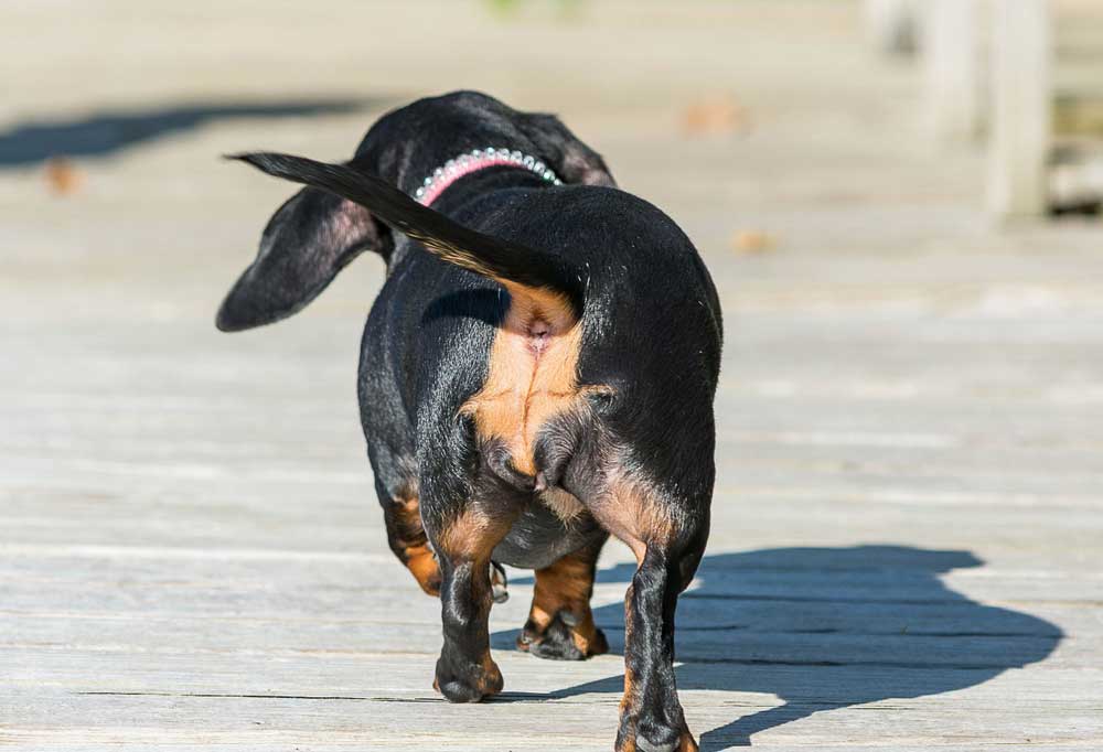 Dog Swollen Anus Treatment at Home