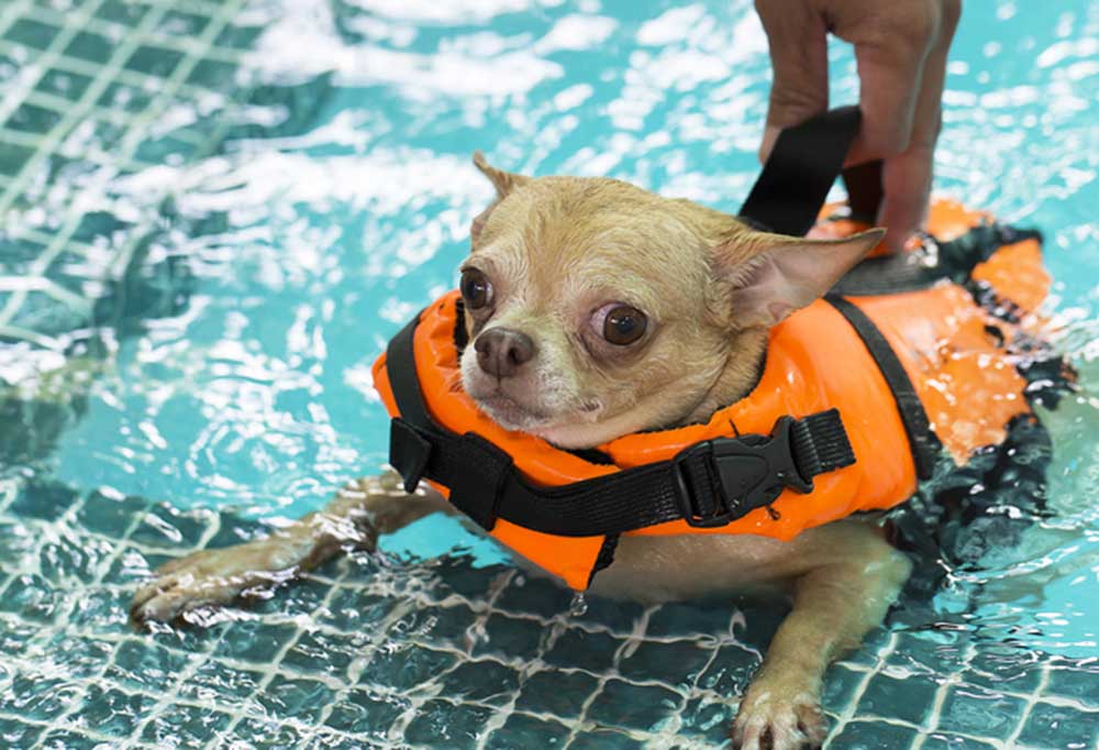 Can Chihuahuas Swim?