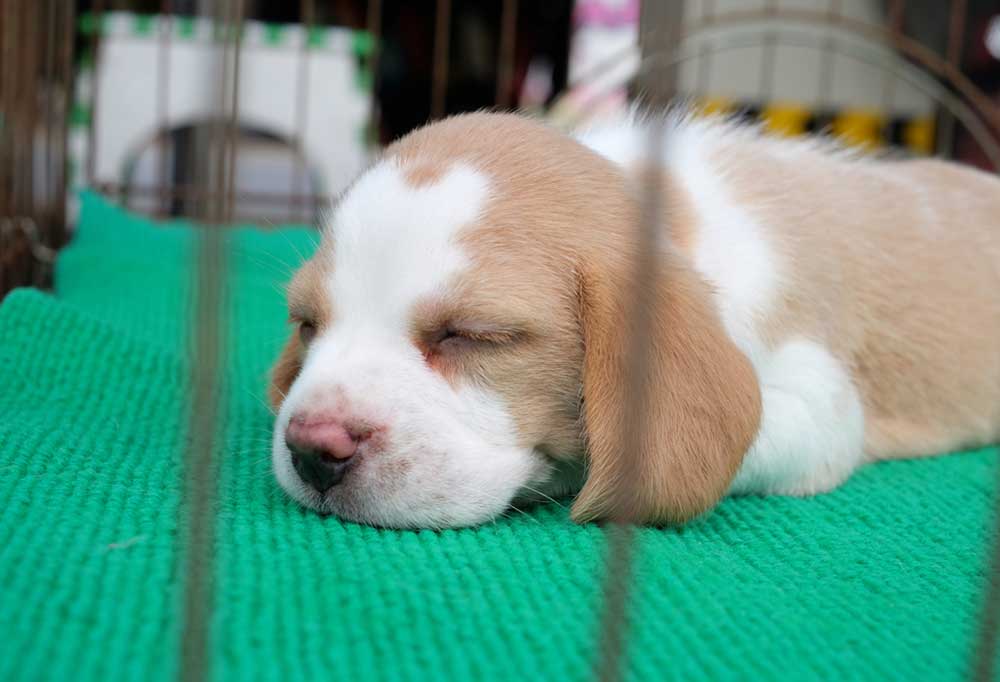 What to Put in a Puppy Crate at Night?