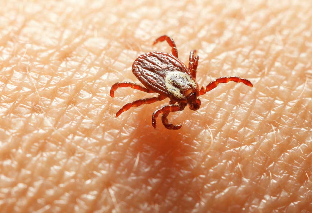 What Do Ticks on Dogs Look Like ?