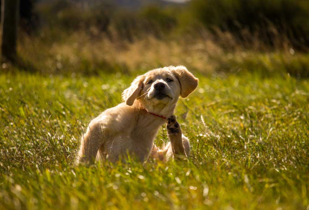 Does Diatomaceous Earth Kill Ticks?