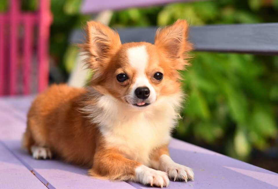 How To Train Chihuahuas