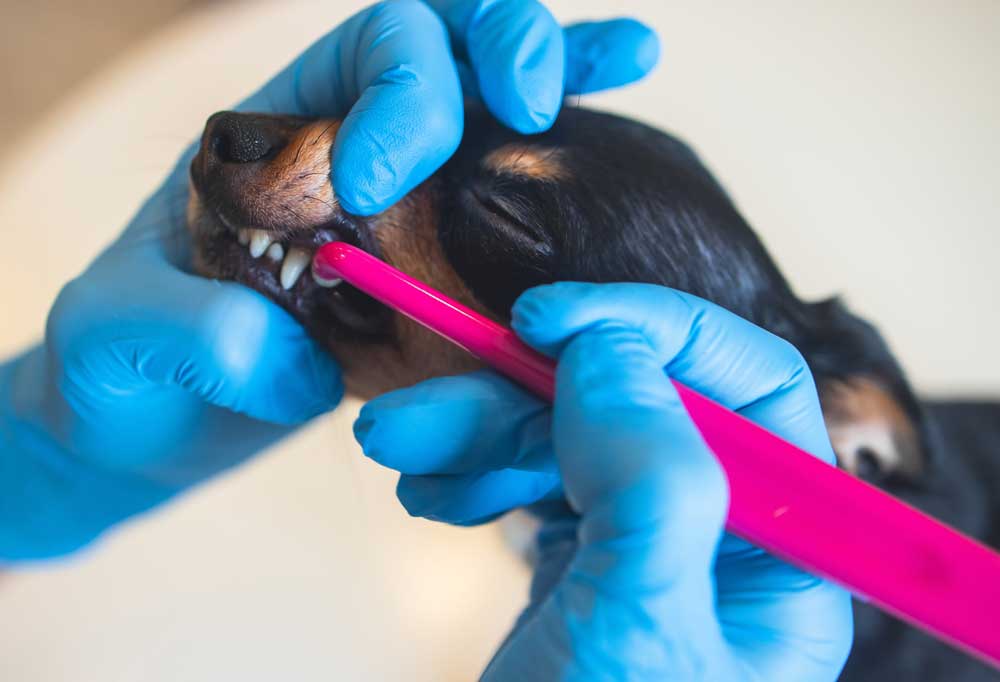 How to Brush a Chihuahua's Teeth