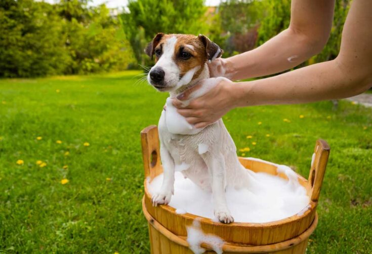 Homemade Flea Shampoo for Dogs