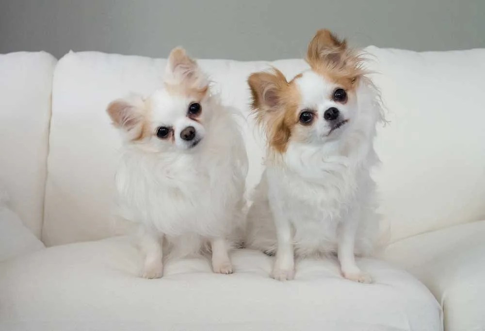 How to Stop Chihuahuas from Shedding?