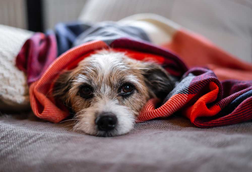 Home Remedy for a Dog’s Constipation