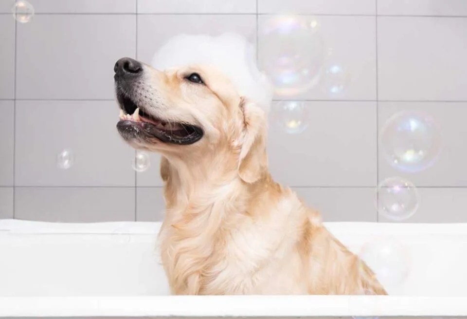 Homemade Flea Shampoo for Dogs