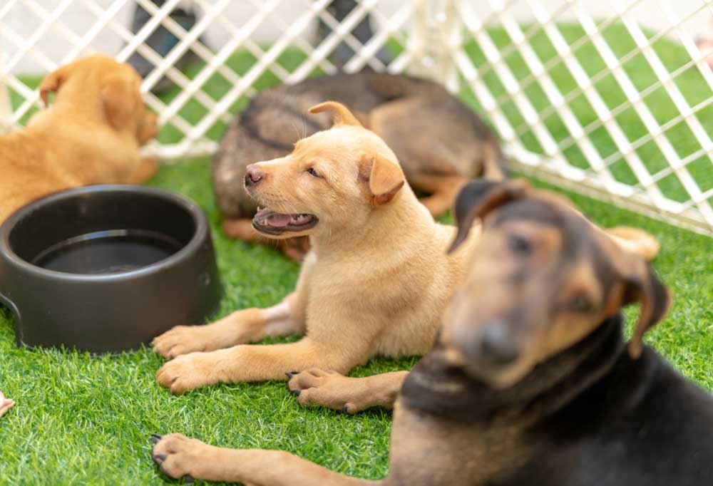 Our Favorite DIY PVC Dog Pen