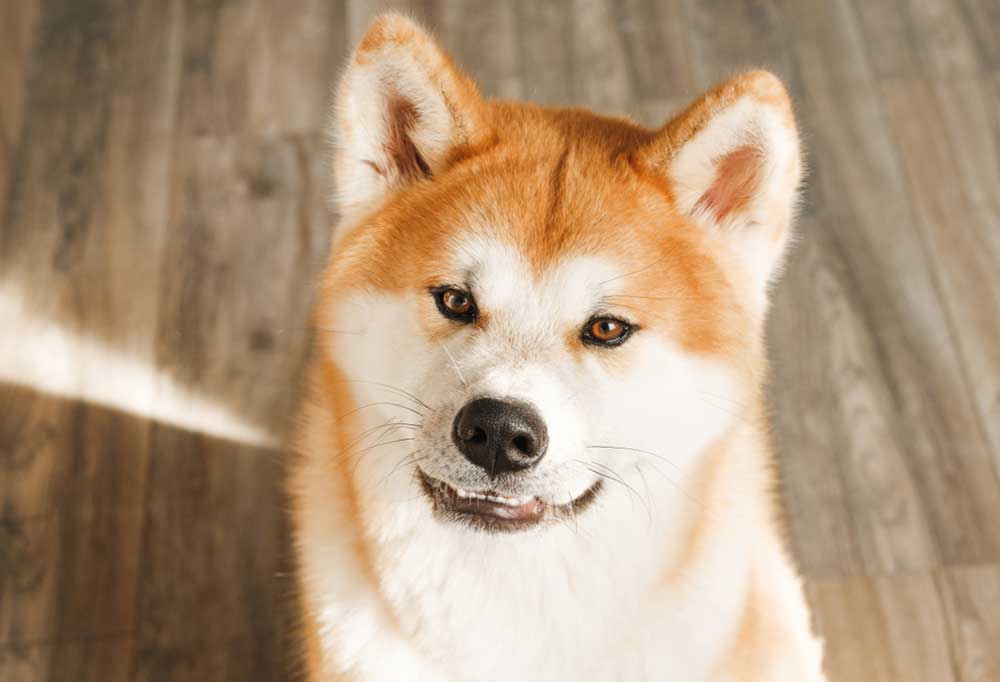 Do Akitas Shed a Lot?