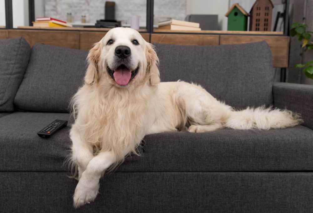 Do Golden Retriever Shed