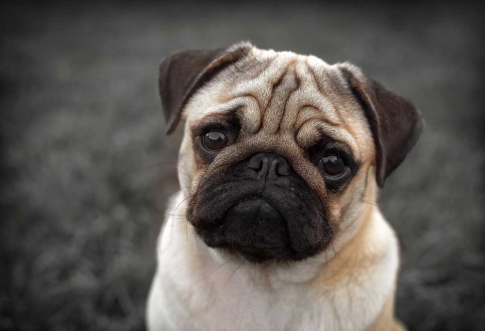 Do Pugs Shed a Lot?