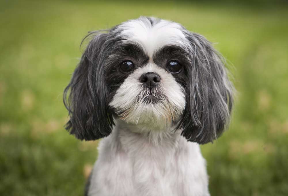 Do Shih Tzus Shed a Lot?