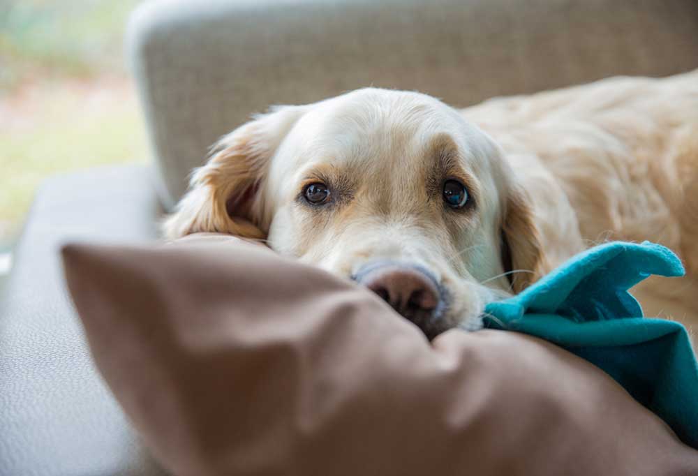 Do Golden Retrievers Shed a Lot?