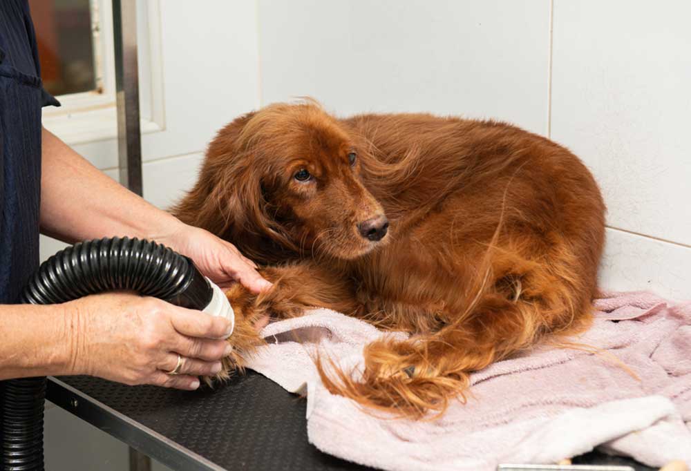 Do Irish Setters Shed a Lot?