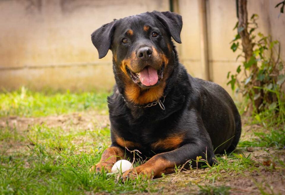 Worst Shedding Dog Breeds