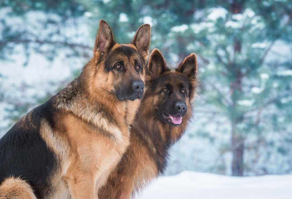 Do German Shepherds Shed a Lot?