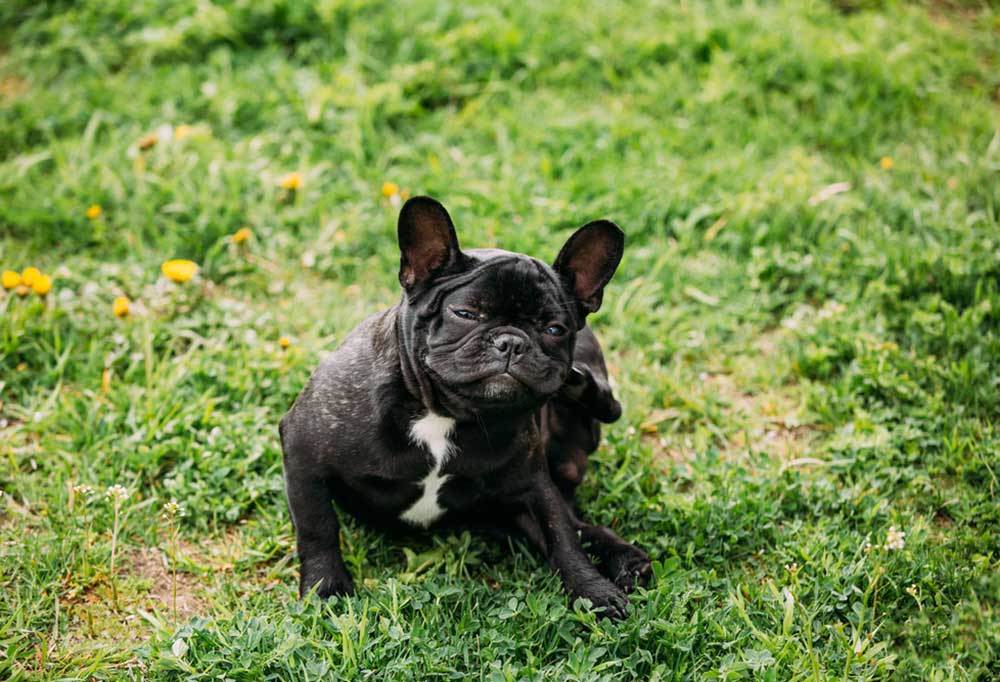 Are French Bulldogs Prone To Fleas