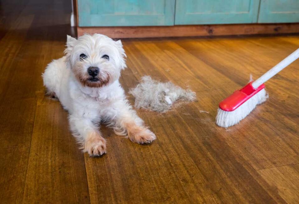 What is the Shedding Season for Dogs?