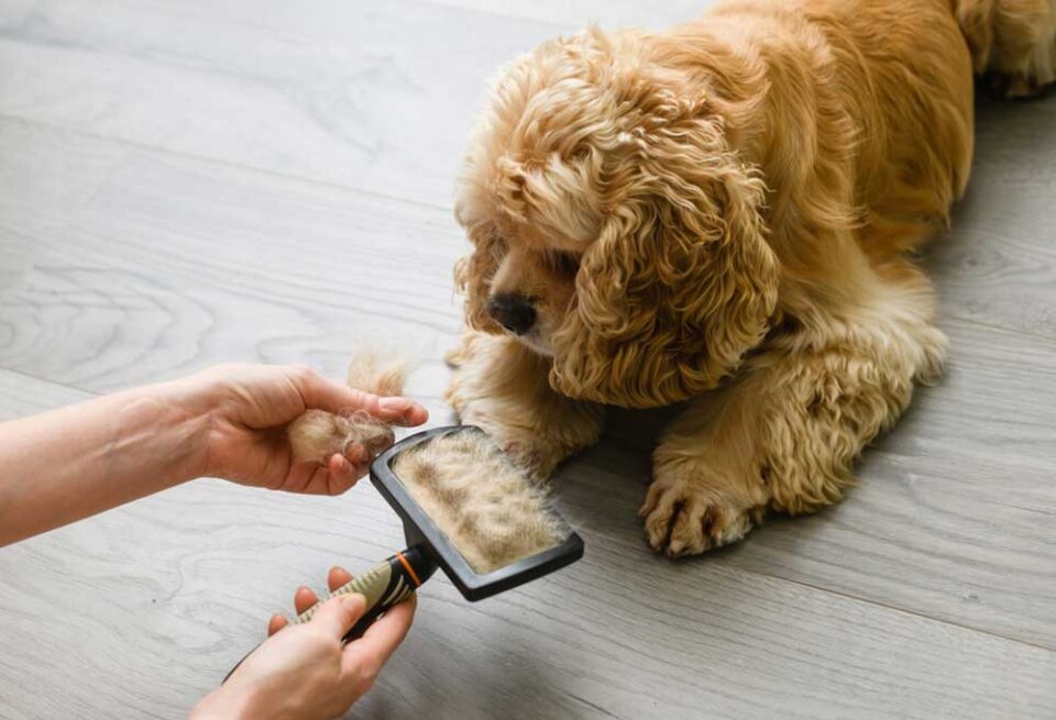 Do Cocker Spaniels Shed a Lot?