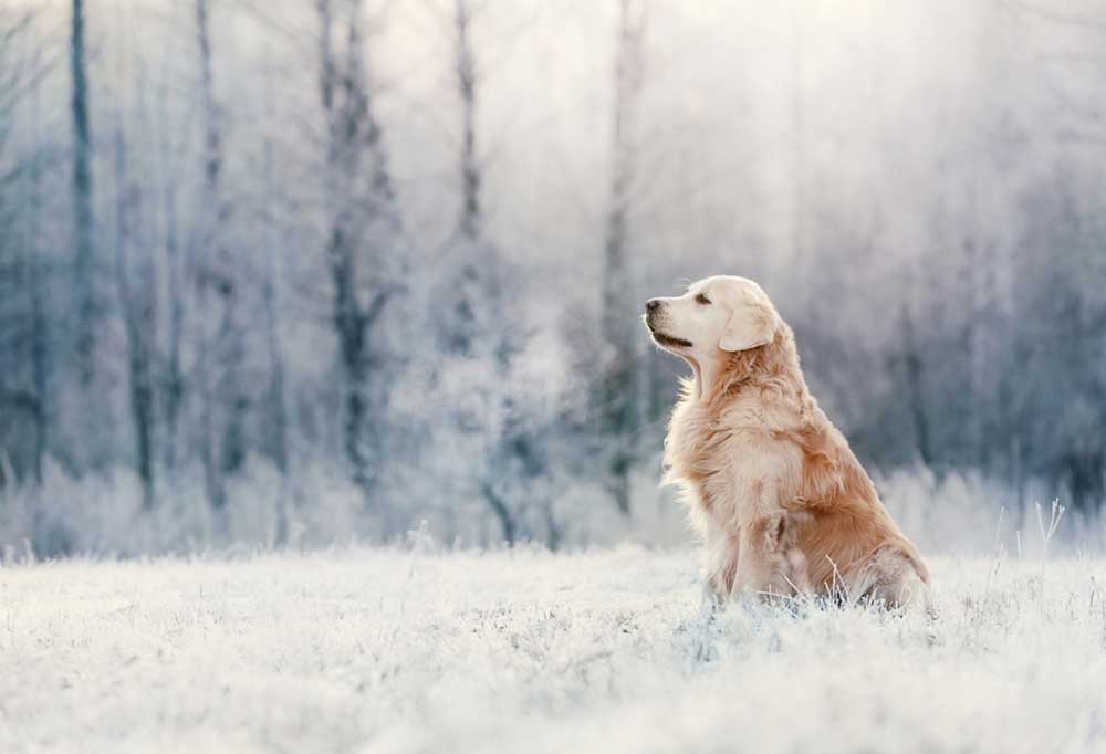 Do Golden Retrievers Shed a Lot?