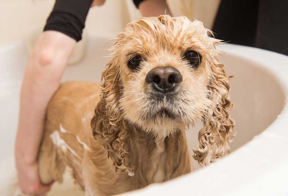 Do Cocker Spaniels Shed a Lot?