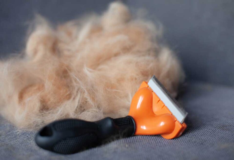 How to Groom a Shedding Dog