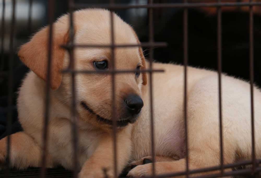 How Long Leave Puppy In Crate Overnight at Yoon blog
