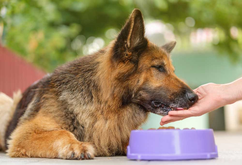 Do German Shepherds Shed a Lot?