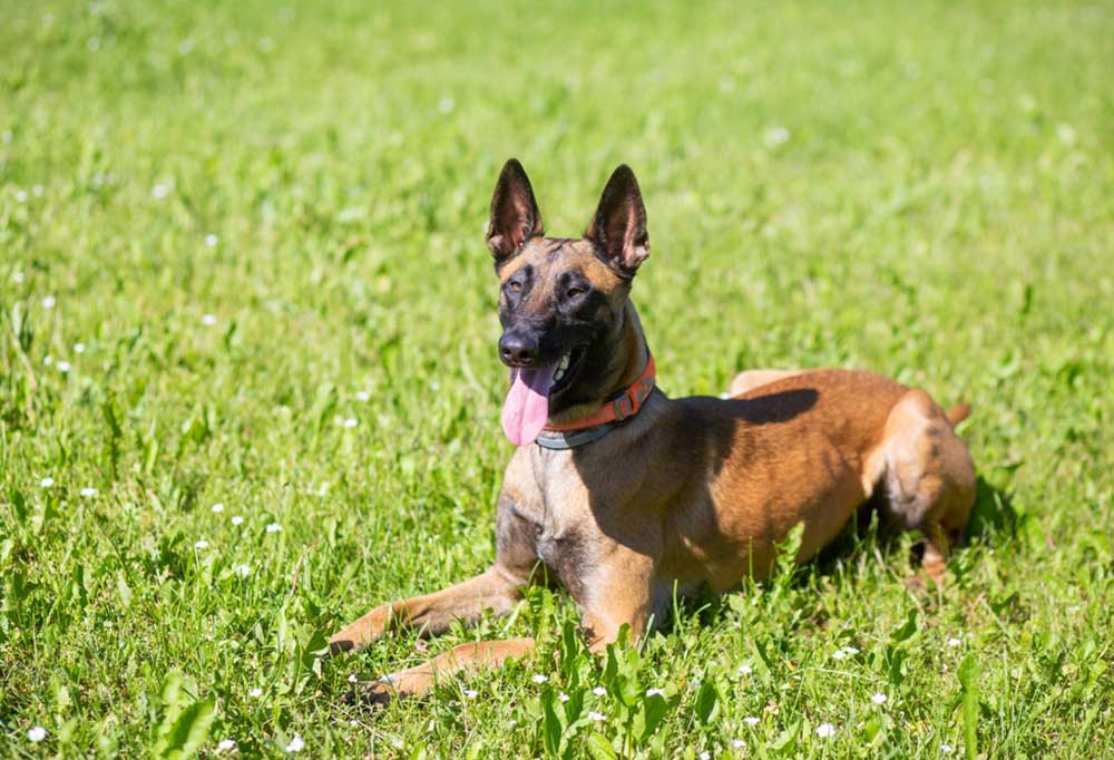 Do Belgian Malinois Shed a Lot?