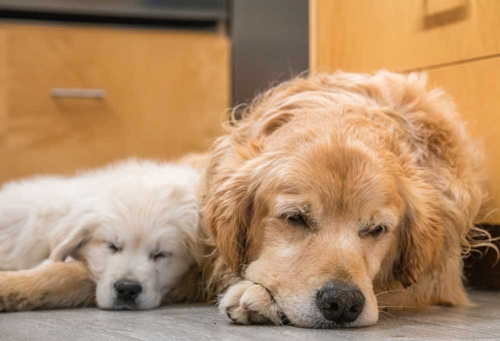 Why is My Dog Depressed All of a Sudden?