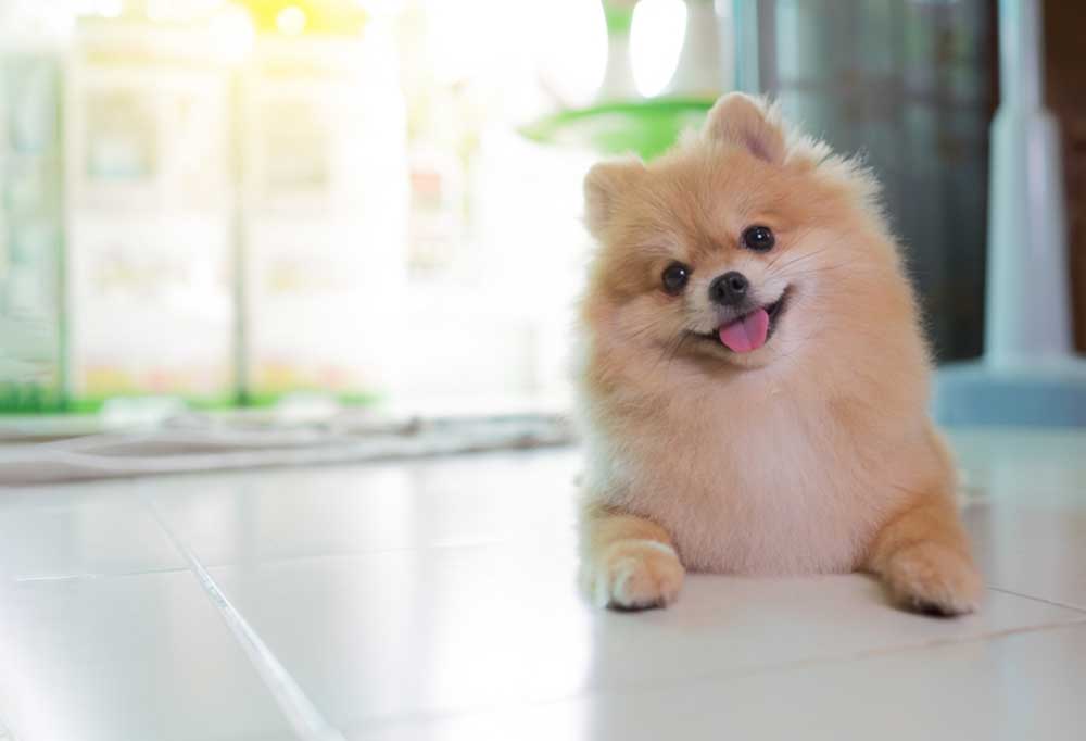 How Much To Pomeranians Shed at Valerie Blum blog