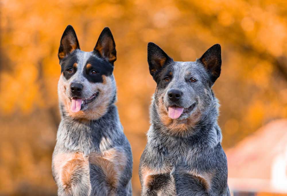 Do Blue Heelers Shed a Lot?