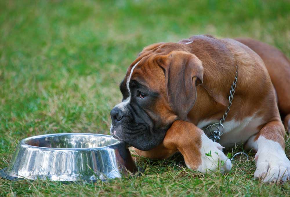 Do Boxers Shed a Lot?