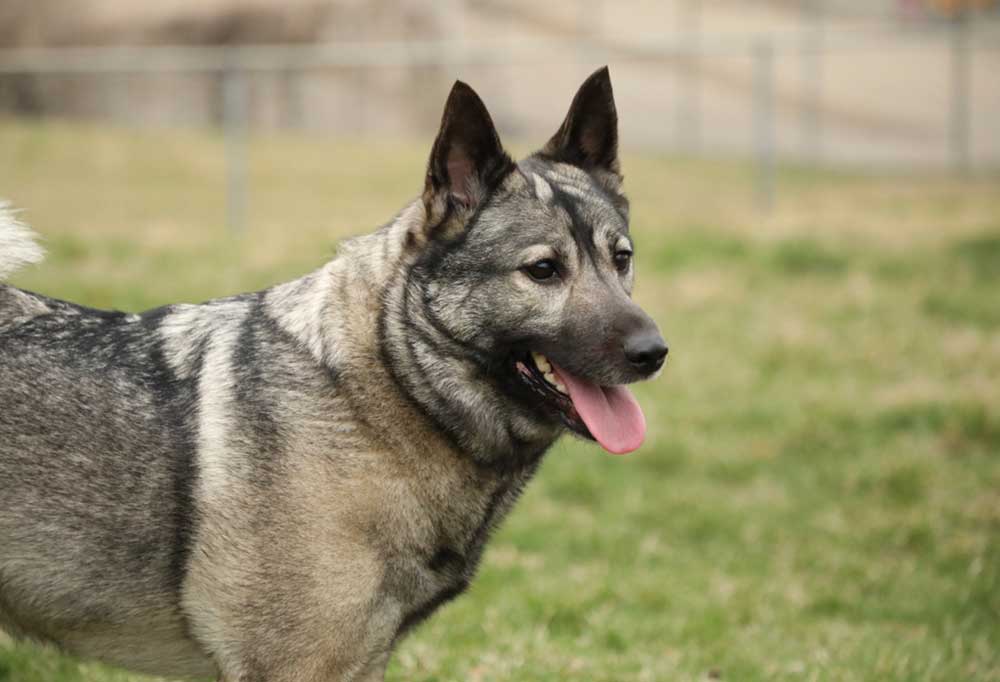 What Dog Sheds The Worst