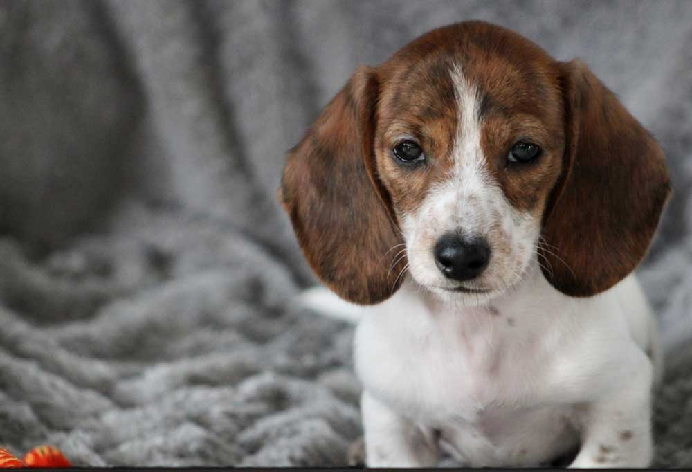 How to Get Puppy to Stop Barking in the Crate?