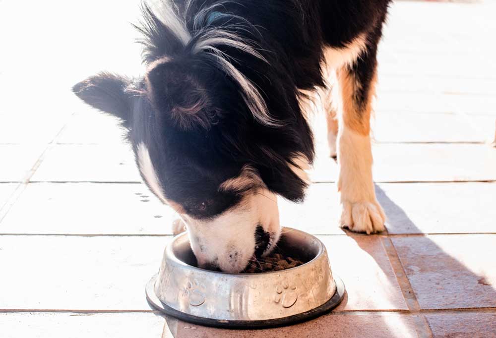 Do Border Collies Shed a Lot?