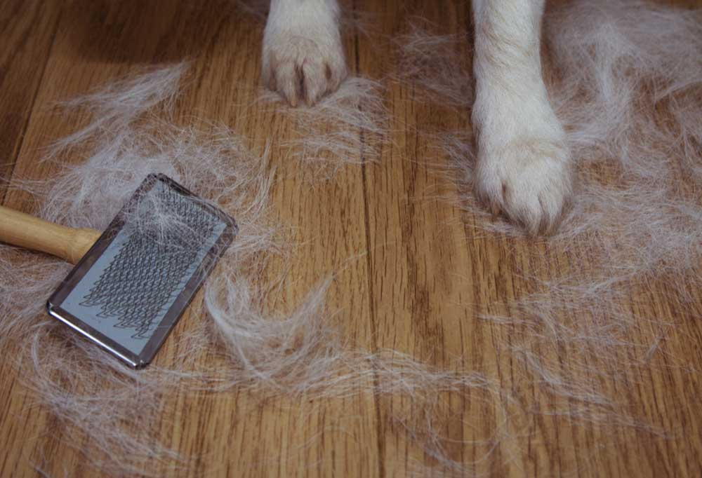 What is the Shedding Season for Dogs?